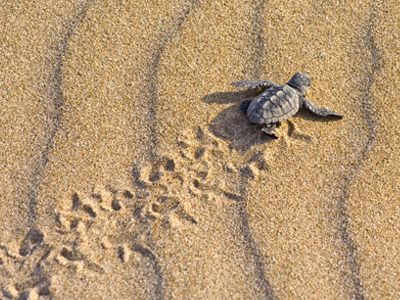 Η πρώτη φωλιά της καρέτα καρέτα για φέτος