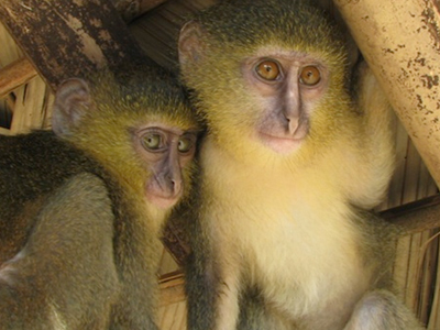 Νέο είδος πιθήκου ανακαλύφθηκε στο Κονγκό Νέο είδος πιθήκου ανακαλύφθηκε στο Κονγκό