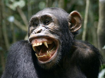 Κονγκό: Επιθέσεις «άστεγων» χιμπατζήδων κατά ανθρώπων