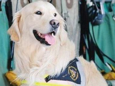 Βουτιά θανάτου στη θάλασσα για τον σκύλο της Λ’ Άκουιλα