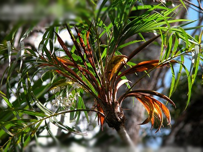 Υπό «εξαφάνιση» οι φοίνικες της Μαδαγασκάρης