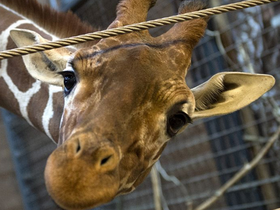 Απειλές δέχεται ο διευθυντής του ζωολογικού κήπου της Κοπεγχάγης