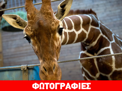 Κοπεγχάγη: Θανατώθηκε παρά τις αντιδράσεις η «πλεονάζουσα» καμηλοπάρδαλη