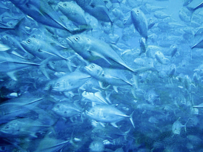 Πώς προδιαγράφεται το μέλλον των ψαριών τα επόμενα 50 χρόνια;