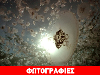 Τέρατα του βυθού απειλούν τις παραλίες του κόσμου