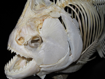 Φοβού τα σαγόνια του… μαύρου πιράνχας