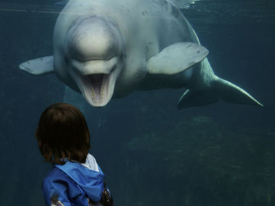 Noc: Η φάλαινα που μιλούσε