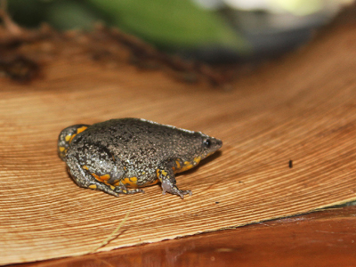Κολομβία: Νέο είδος βατράχου ανακαλύφθηκε σε πισίνα