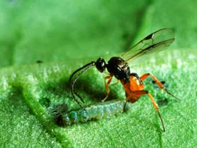 Μπορούν οι παρασιτικές σφήκες να προστατεύουν τις καλλιέργειες;