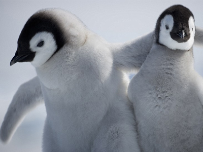 Γιατί οι πιγκουίνοι δεν πετούν πια;