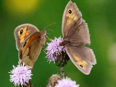 Κινδυνεύουν άμεσα οι πεταλούδες των λιβαδιών