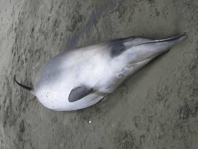 Βρέθηκαν ίχνη από το σπανιότερο είδος φάλαινας