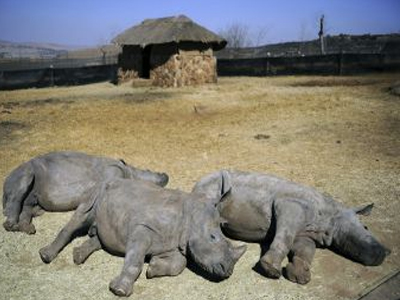 Δεν θα μείνει ρινόκερος στη Νότιο Αφρική