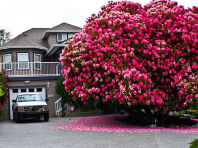 Το υπεραιωνόβιο ροδόδεντρο του Καναδά που εντυπωσιάζει