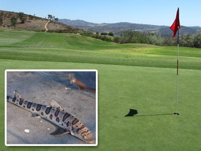 Καρχαρίας βρέθηκε σε γήπεδο γκολφ στην Καλιφόρνια Καρχαρίας βρέθηκε σε γήπεδο γκολφ στην Καλιφόρνια