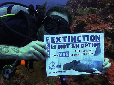 Ταϊλάνδη: Ιστορική απόφαση για την προστασία πέντε ειδών καρχαριών