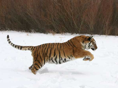 Σπάνιες τίγρεις επανεμφανίστηκαν στην Ασία