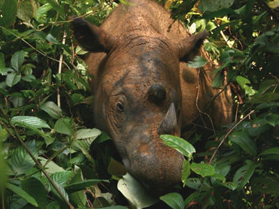 Ο «εξαφανισμένος» ρινόκερος της Σουμάτρας είναι ακόμα εδώ;