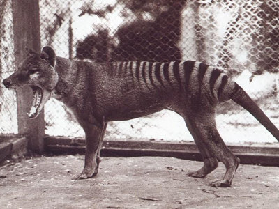 Ο ανθρώπινος παράγοντας αφάνισε την τίγρη της Τασμανίας;