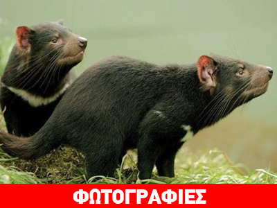 «Ιδιωτικό» νησί περιμένει τους υγιείς διαβόλους της Τασμανίας