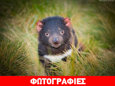Εμβόλιο δίνει ελπίδες στον διάβολο της Τασμανίας;