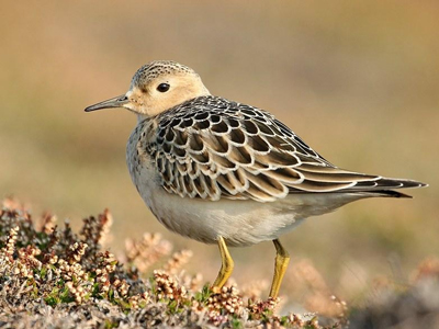 Μία «διαφορετική» άφιξη στο Ελ. Βενιζέλος