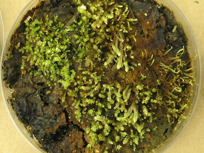 Ανάστασις… φυτών κάτω από τους πάγους