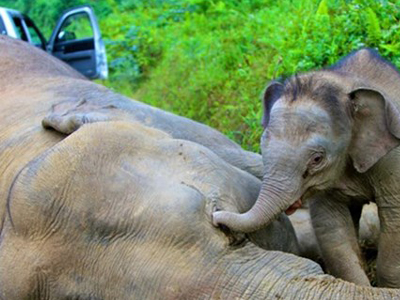 Μαζική «σφαγή» ελεφάντων στο Βόρνεο