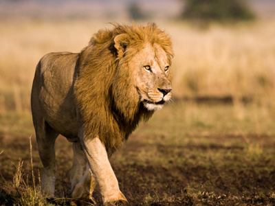 Είδος προς εξαφάνιση το λιοντάρι της δυτικής Αφρικής;