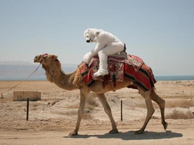 Καμήλες XL στην Αρκτική