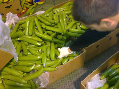 Πορτογαλία: Κοκαΐνη εκατομμυρίων μέσα σε μπανάνες