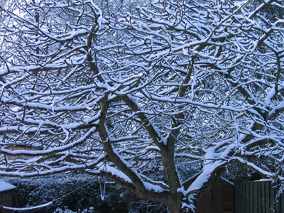 Παρ’ ολίγο να τους πλακώσει δένδρο