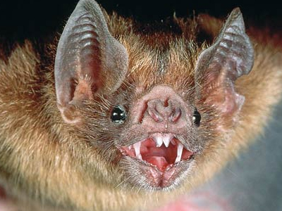 Αφανίζονται εκατομμύρια νυχτερίδες σε ΗΠΑ – Καναδά