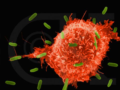 Έρευνα: γενετική μετάλλαξη που αλλάζει την αντίδραση του ανοσοποιητικού συστήματος στις μολύνσεις Έρευνα: γενετική μετάλλαξη που αλλάζει την αντίδραση του ανοσοποιητικού συστήματος στις μολύνσεις