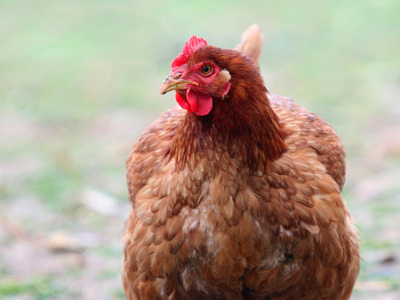 Έβαλαν στο «στόχαστρο» ακόμα και κότες!