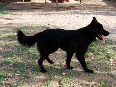 Χαρίζεται ο Έλβις