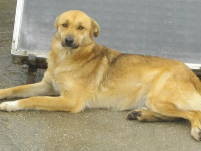 Χαρίζεται η γλυκιά Σάντυ