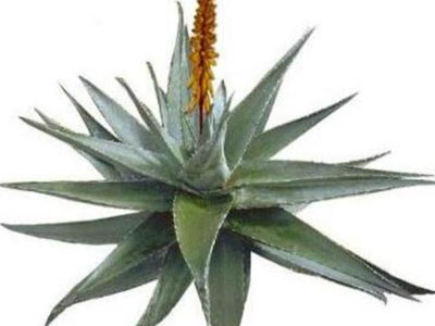 Αλόη. Ναι μεν, αλλά…