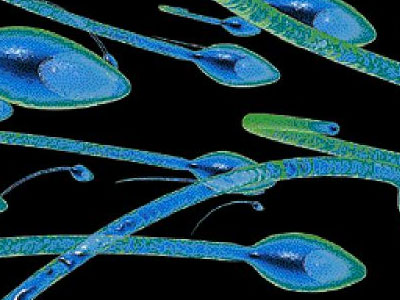 Το χάπι της «επόμενης» ημέρας