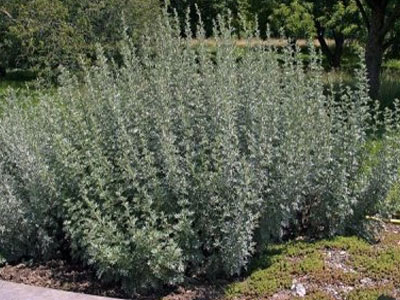 Αψέντι κατά του καρκίνου