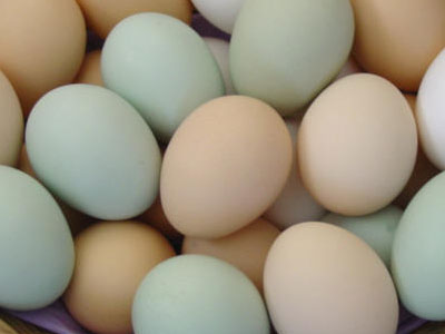 Καλαμπόκι και αυγό για αετίσιο βλέμμα