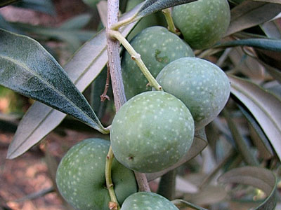 Στο ελαιόλαδο κρύβεται το μυστικό της μακροζωίας