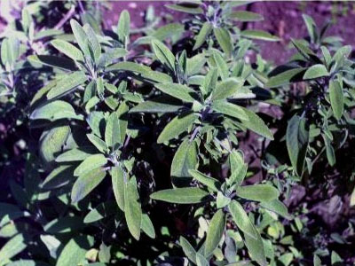 Φασκόμηλο κατά της λαρυγγίτιδας