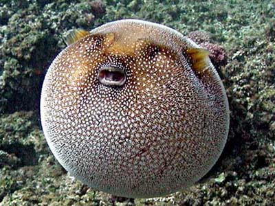 Οι απαγορευμένες τροφές Οι απαγορευμένες τροφές