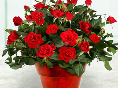 Κηπουρική… η χαλαρωτική