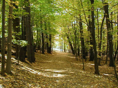 Τα παλαιότερα δάση αργοπεθαίνουν: Μύθος ή πραγματικότητα;