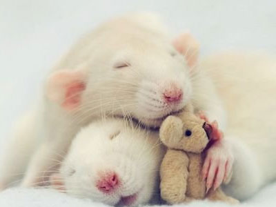 Κοντά στο ελιξίριο της μακροζωίας