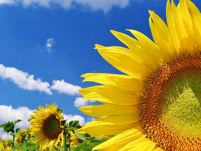 Ανθίστε σαν το ηλιοτρόπιο