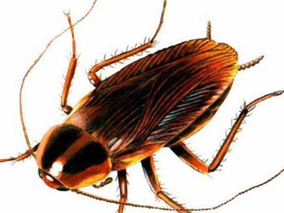 Κάντε δώρο μια κατσαρίδα