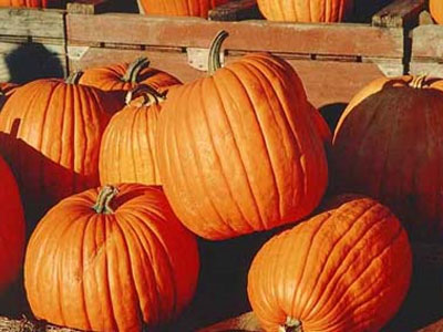 Γνωρίστε την κολοκύθα